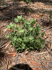 Garberia heterophylla image