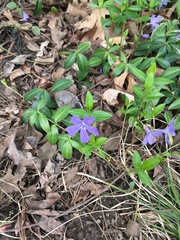 Vinca minor