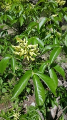 Aesculus pavia flavescens