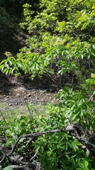 Aesculus pavia flavescens