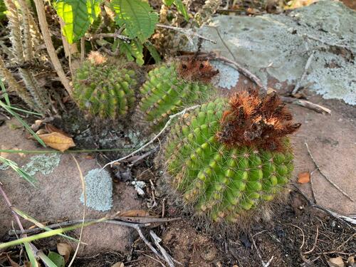 Parodia muricata