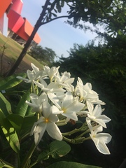 Zephyranthes atamasco