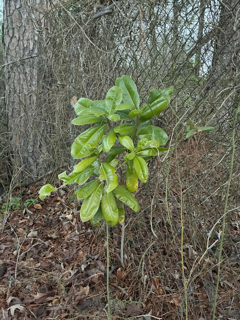 southern magnolia from Grimes Park, 25 Hege Dr, Lexington, NC 27292