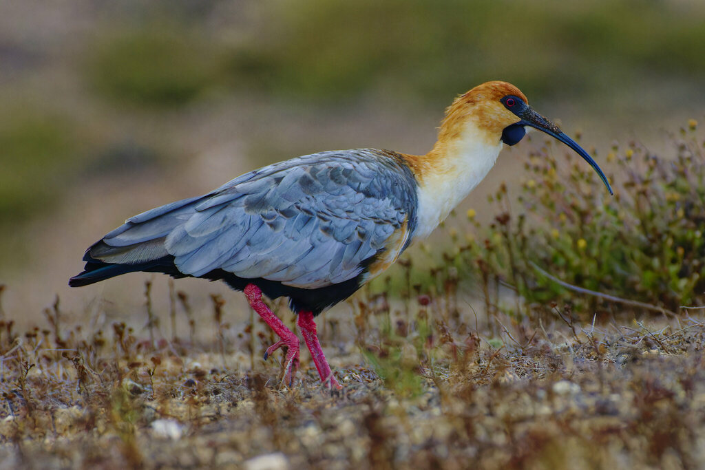 Black-faced Ibis photo