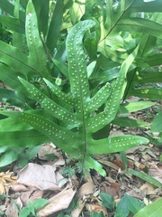 Microsorum pustulatum