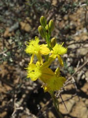 Bulbine cepacea