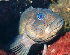 Chalapo Clinid photo 2