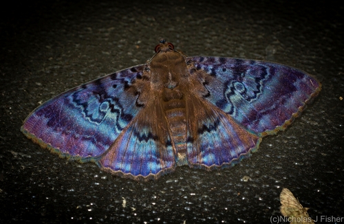 Plain cloak moth