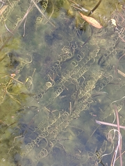 Hydrocharitaceae