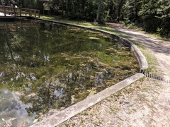 Hydrocharitaceae