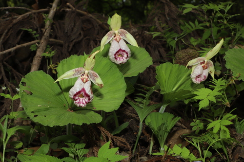 Cypripedium japonicum iNat (3)