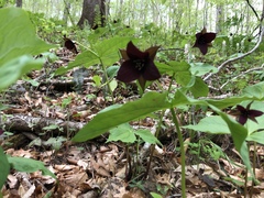 Trillium sulcatum