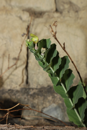 Aristolochia delavayi