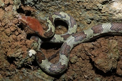 Moellendorff's Trinket Snake photo 2