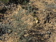 Bulbine cepacea