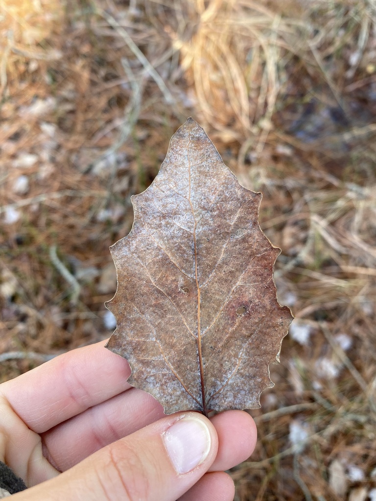 bigtooth aspen from James River National Wildlife Refuge, North Prince ...