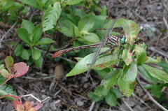 Dromogomphus armatus