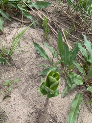 Oenothera macrocarpa