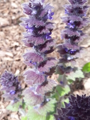 Ajuga orientalis