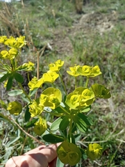Euphorbia esula