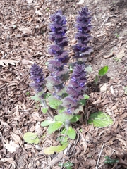 Ajuga orientalis