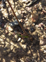 Bulbine cepacea