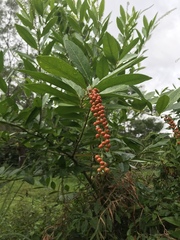 Citharexylum caudatum