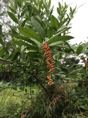 Citharexylum caudatum