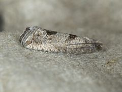 Pelochrista pulveratana