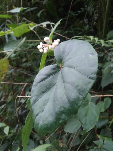Begonia fissistyla, photograph 6