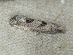 Pelochrista pulveratana