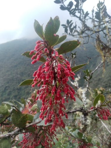 Thibaudia diphylla observed 2024-02-10