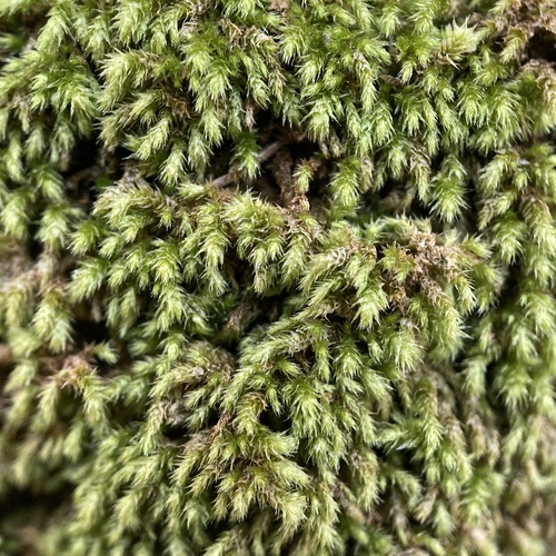 Plasteurhynchium meridionale, 2023-02-05