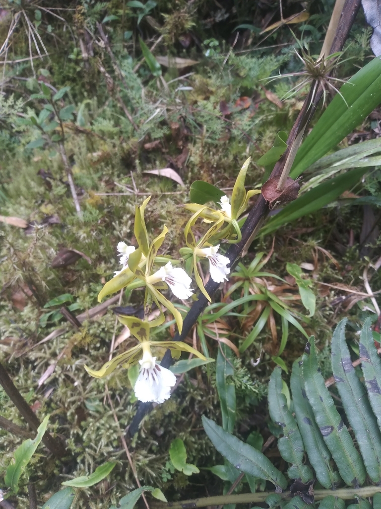 Oncidium multistellare