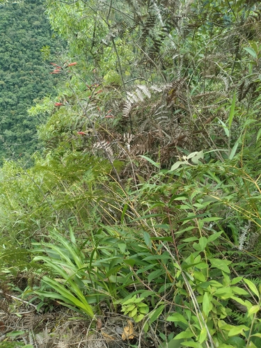 Pitcairnia paniculata, photograph 2