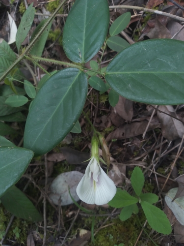 Clitoria falcata, photograph 5