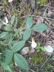 Clitoria falcata, photograph author not stated, no rights reserved