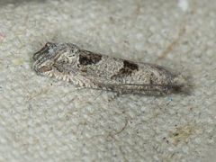 Pelochrista pulveratana