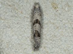 Pelochrista pulveratana