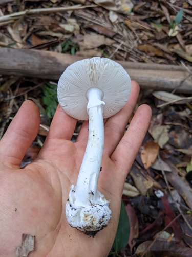 Marbled Death Cap