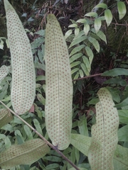 author not stated, no rights reserved Serpocaulon fraxinifolium, photograph author not stated, no rights reserved
