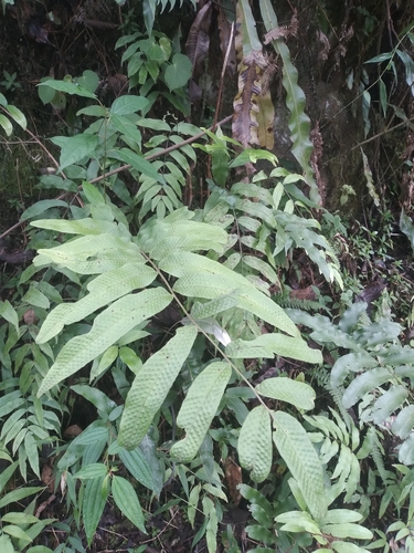 Serpocaulon fraxinifolium, photograph 3