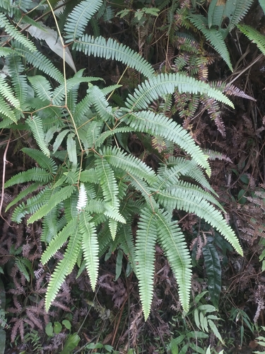 Image of Comb Forkedfern (Gleichenella pectinata) by no rights reserved