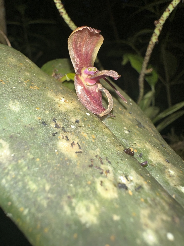 Pleurothallis serricardia