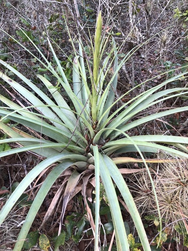 Tillandsia utriculata, photograph 6
