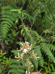 Cinchona officinalis