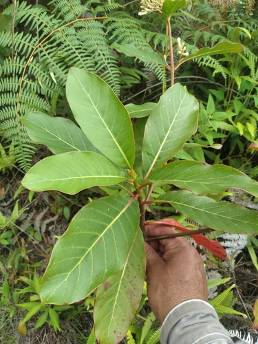 Image of Cinchona Officinalis (Cinchona officinalis) by no rights reserved