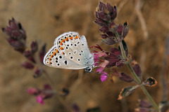 Polyommatus escheri