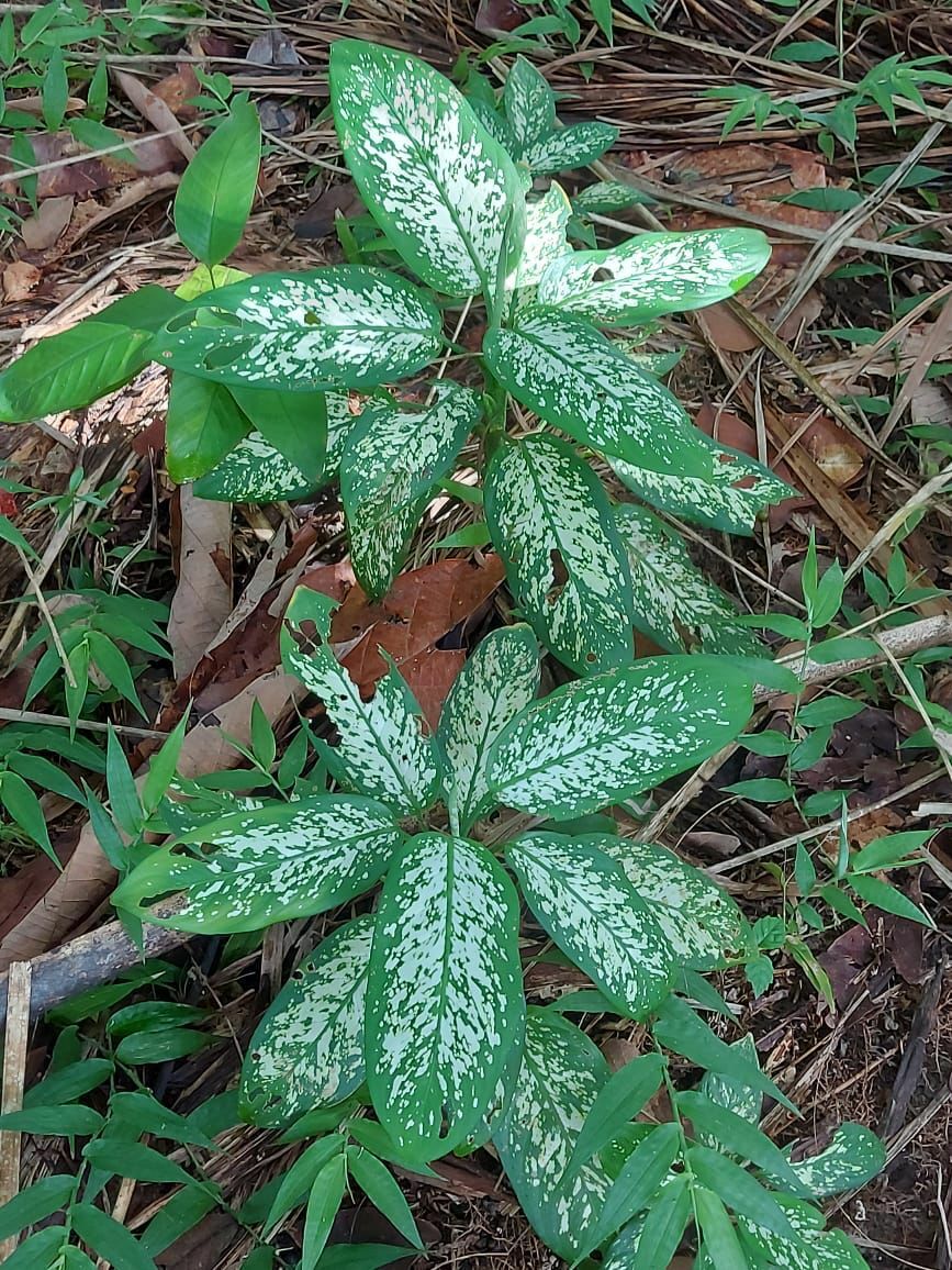Dieffenbachia seguine