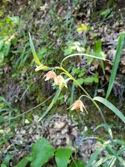 Fritillaria micrantha
